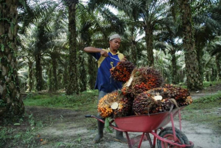 Uni Eropa Boikot CPO Indonesia Dinilai Menambah Masalah