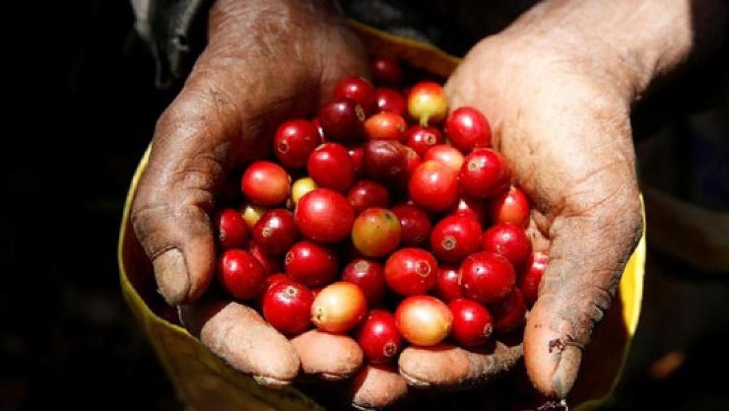 Duh! Harga Komoditas RI Masih Negatif, Kopi Paling Parah!