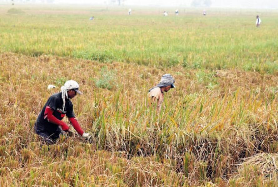 Nilai Tukar Petani di Riau Turun 0,20% di Maret 2019 