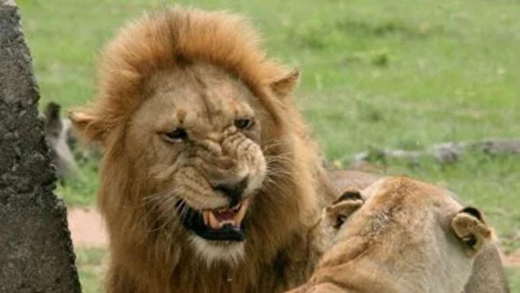Pemburu Tewas Diinjak Gajah, Jasadnya Dimangsa Kawanan Singa