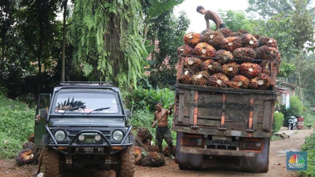 Permintaan dari Eropa Tak Tumbuh, Harga CPO Anjlok