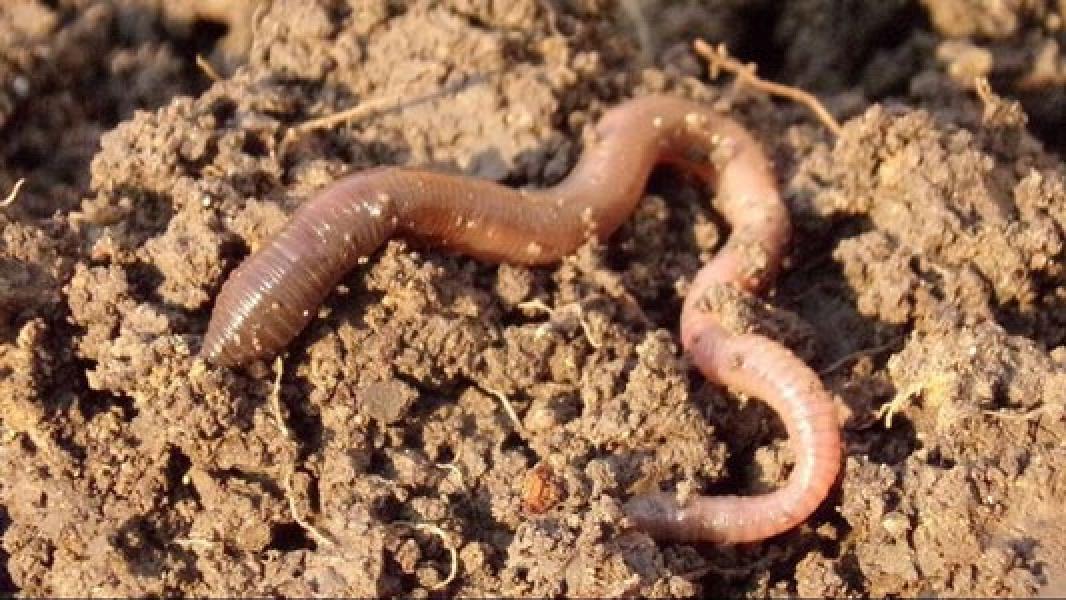 BMKG: Kemunculan Cacing di Solo Belum Tentu Tanda Gempa Bumi