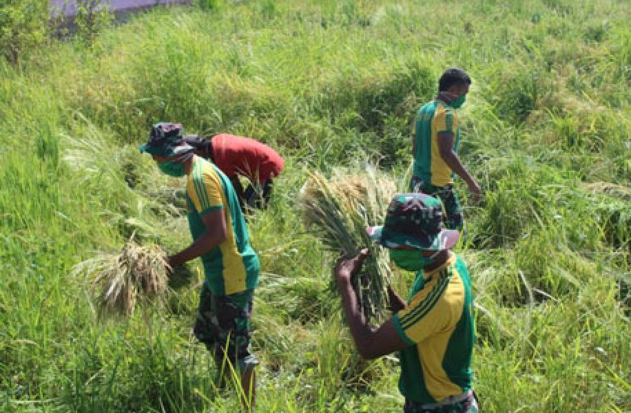 Bantu Panen Warga Papua, Satgas 411 Kostrad Jaga Ketersediaan Pangan Ditengah Corona