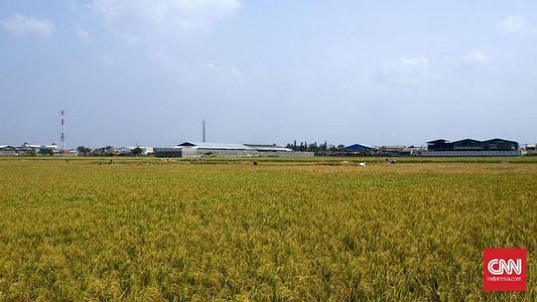 Cemas Tularkan Corona, Pria di Sumbar Pilih Isolasi di Sawah