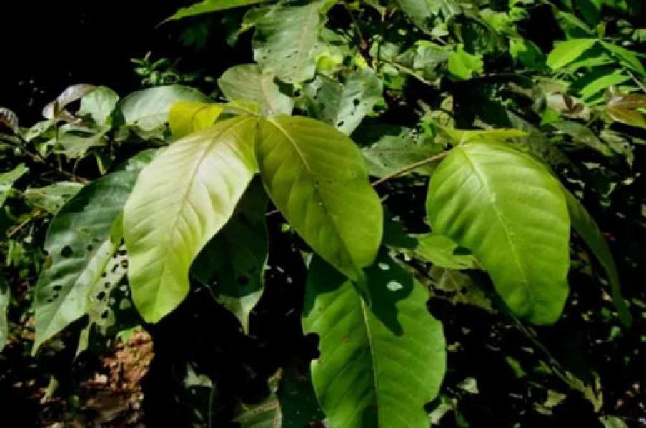 Daun Laban Penangkal Virus Corona? Ini Manfaat, Kandungan dan Cara Membuat