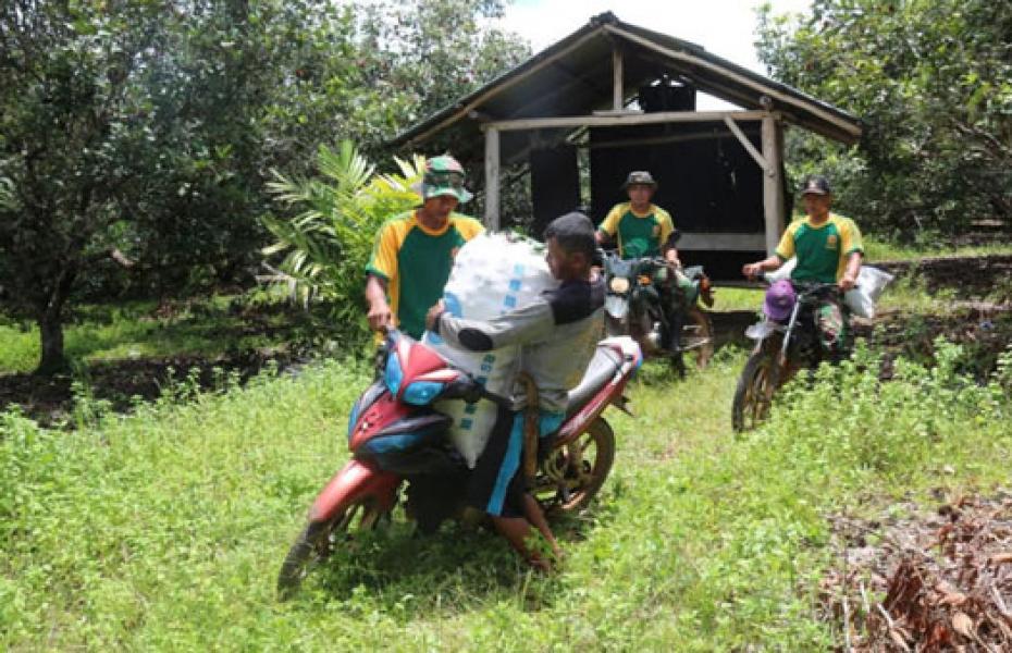 Prajurit TNI Bantu Warga Perbatasan RI-PNG Panen Rambutan