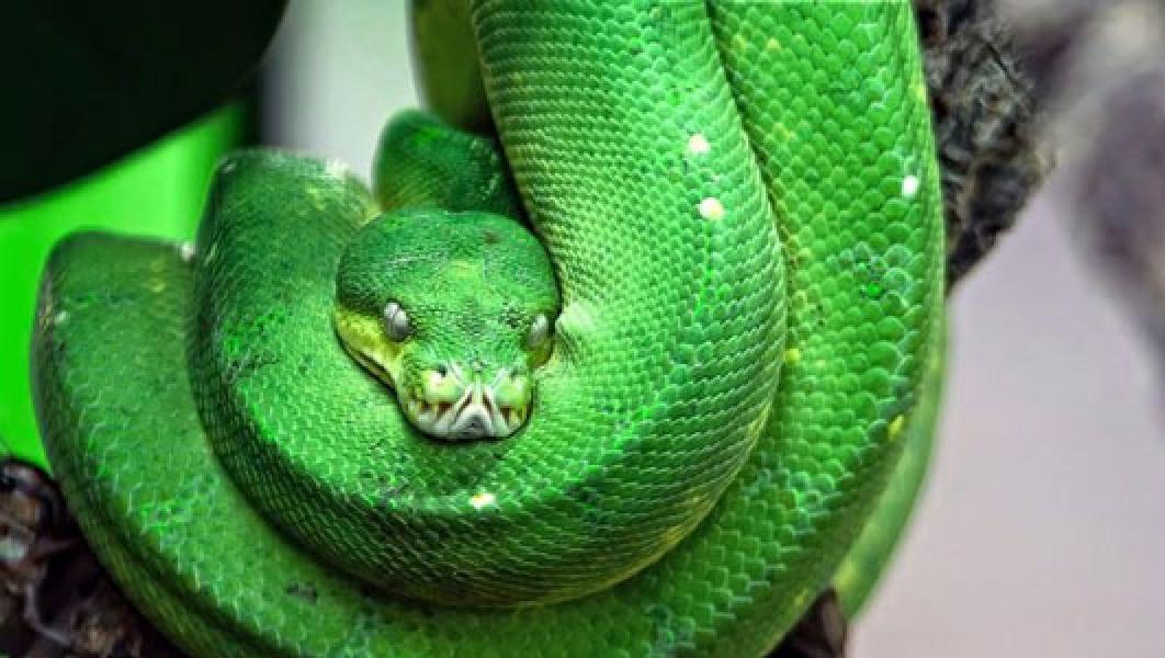 Spesies Ular Baru Dinamai Slytherin, Karakter di Harry Potter
