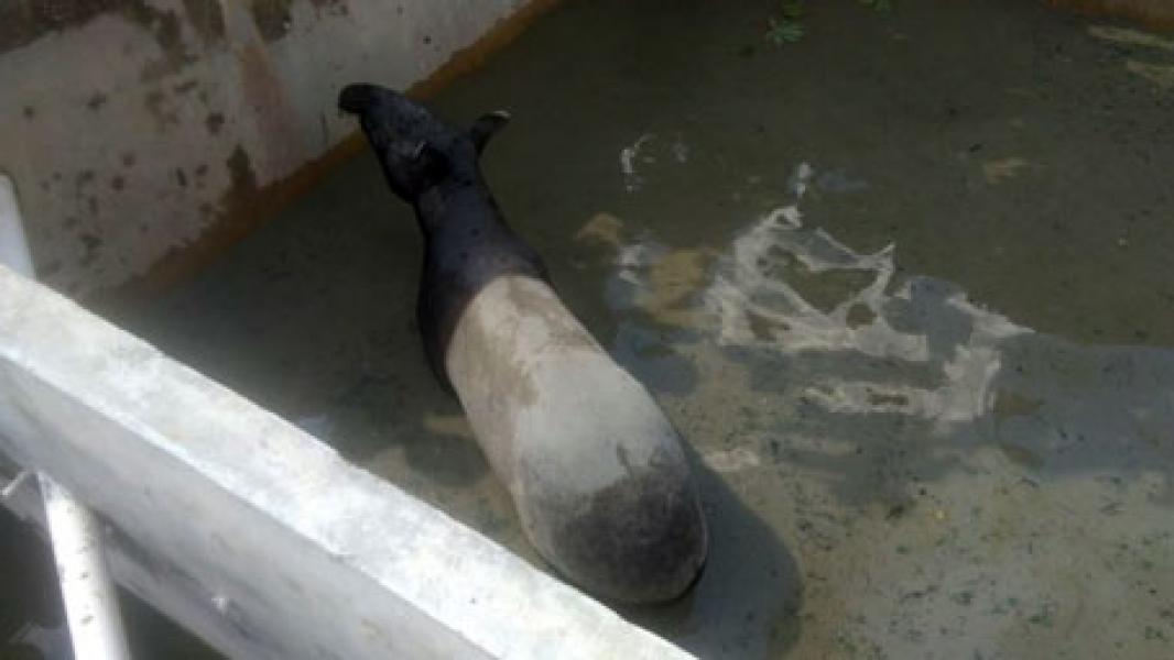 Tapir Masuk ke Permukiman Warga di Pekanbaru, BBKSDA Turunkan Tim Evakuasi