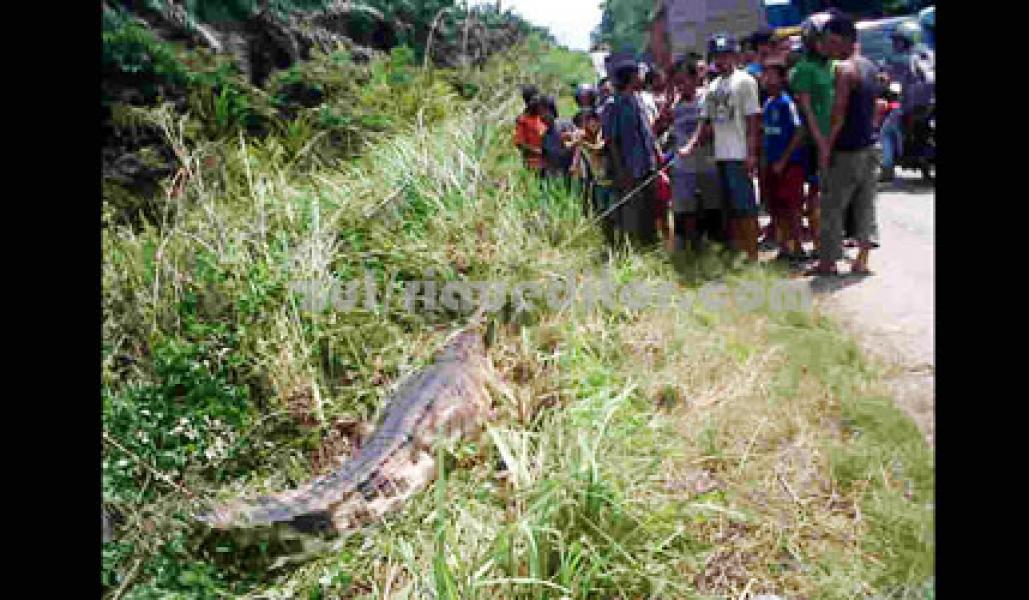 Buaya Seukuran 4 Meter di Jalintim Gegerkan Warga
