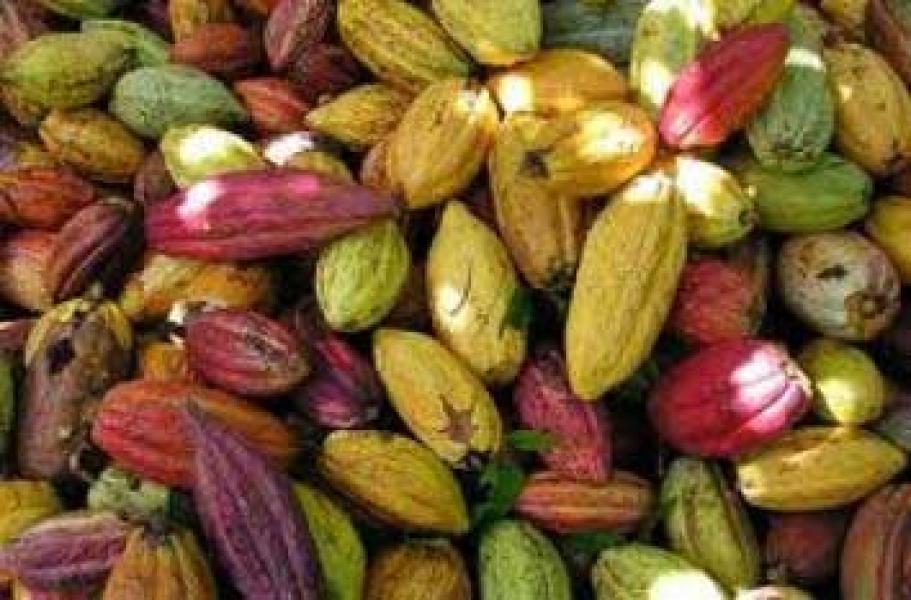Dunia Bakal Defisit Bahan Baku Kakao