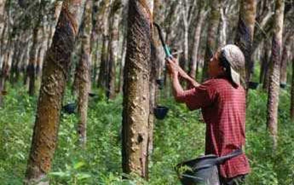 Harga Karet di Kabupaten Kampar Makin Anjlok