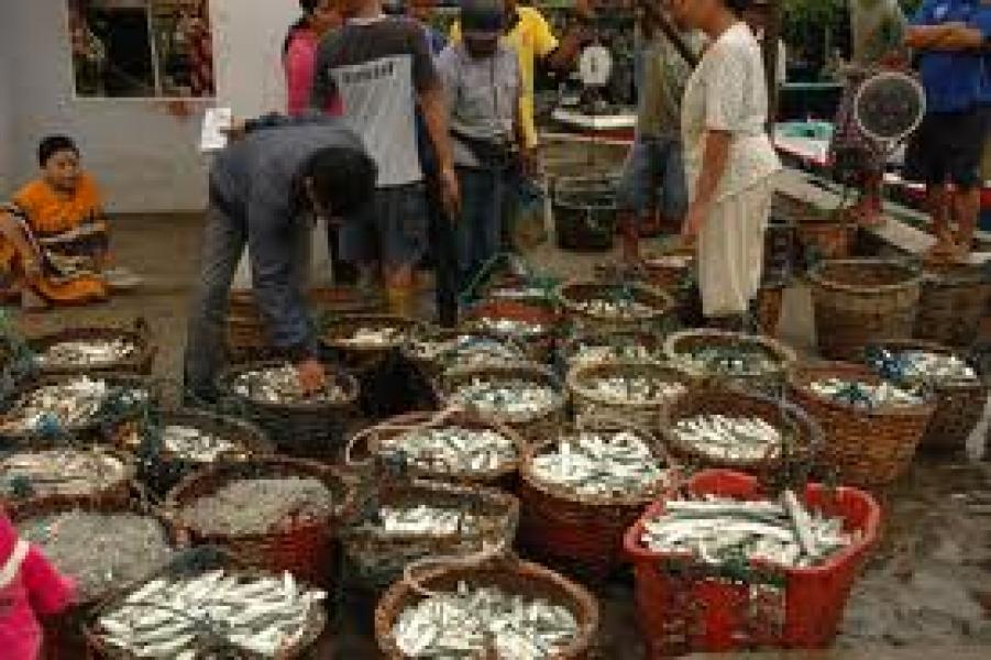 Kembangkan Sektor Perikanan, DKP Meranti Anggarkan Rp18 M