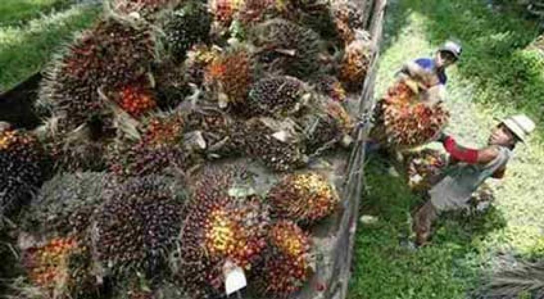 Kemendag Tetapkan Harga Ekspor CPO