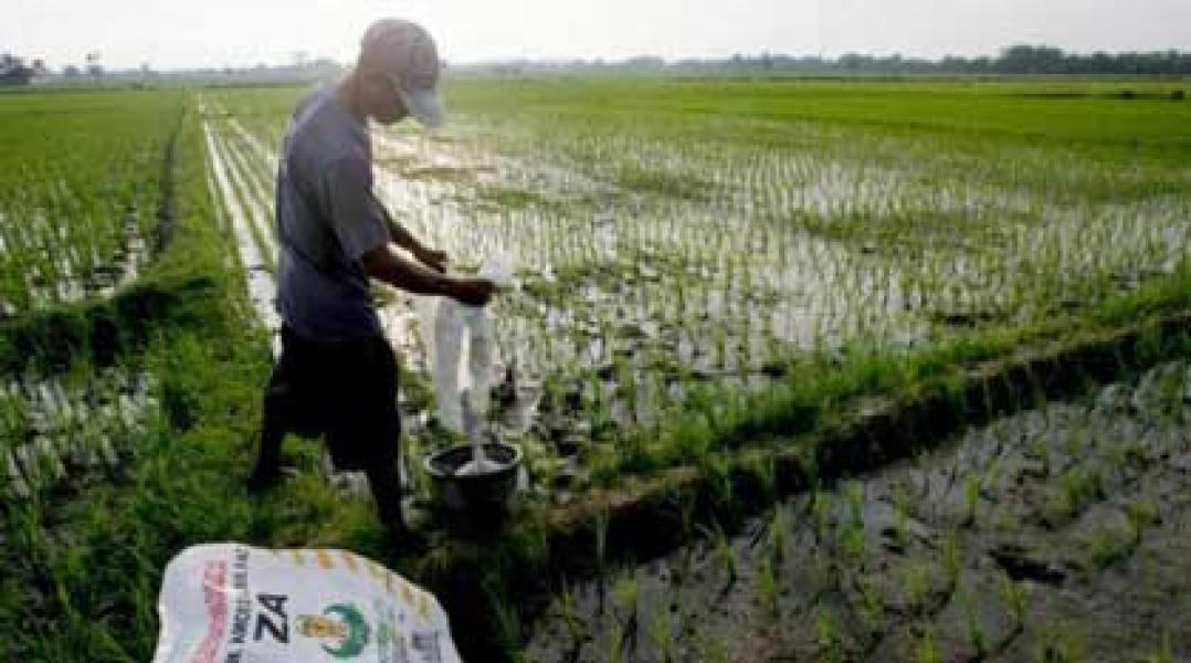 Langka! Padi Bungaraya Hingga Tiga Bulan Tak Diberi Pupuk