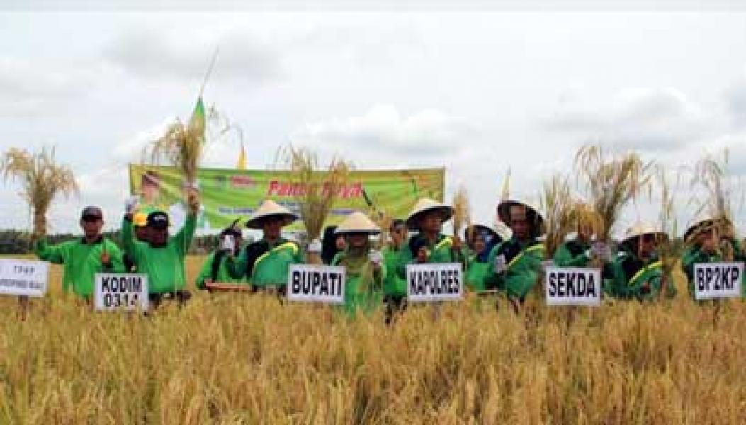 Panen Raya Padi di Kecamatan Reteh, Bupati Ingin Kembalikan Inhil Sebagai Lumbung Padi Riau