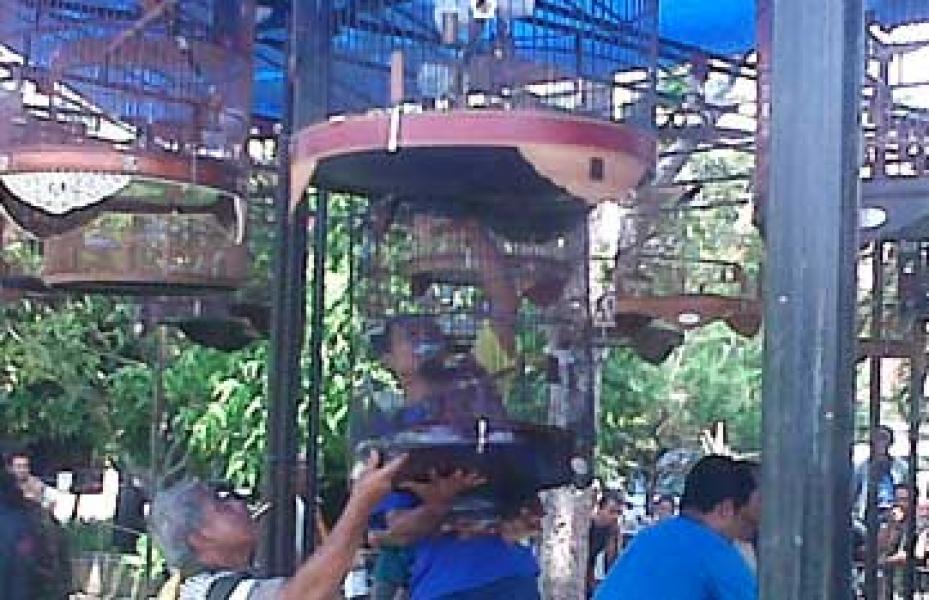 Ratusan Ekor Burung Ikuti Kontes Kicau Mania di Bangkinang
