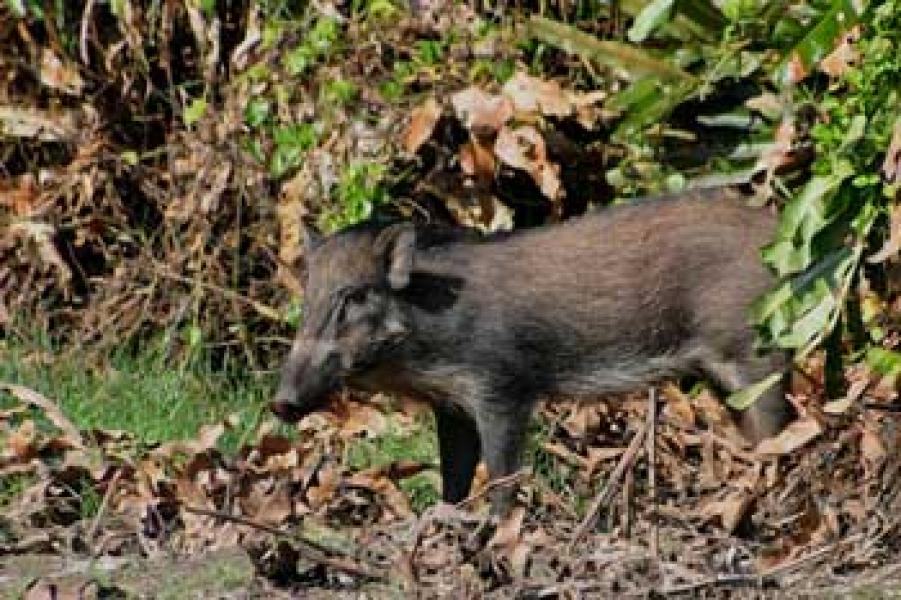 Warga Dorak Keluhkan Serangan Hama Babi