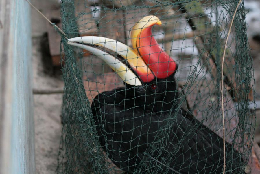 BBKSDA Riau Tangkap PNS Penjual Satwa Liar