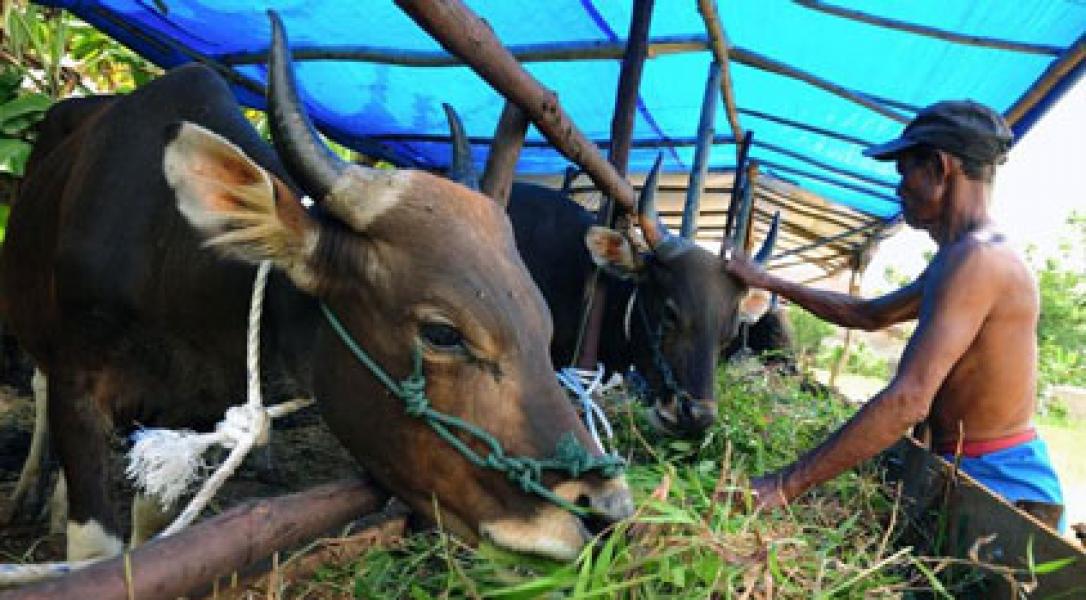Kampar Sangat Potensial Sebagai Lumbung Sapi