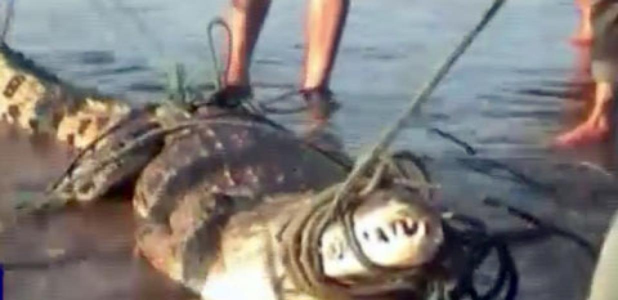 Pencari Ikan Diterkam Buaya sungai Tenayan