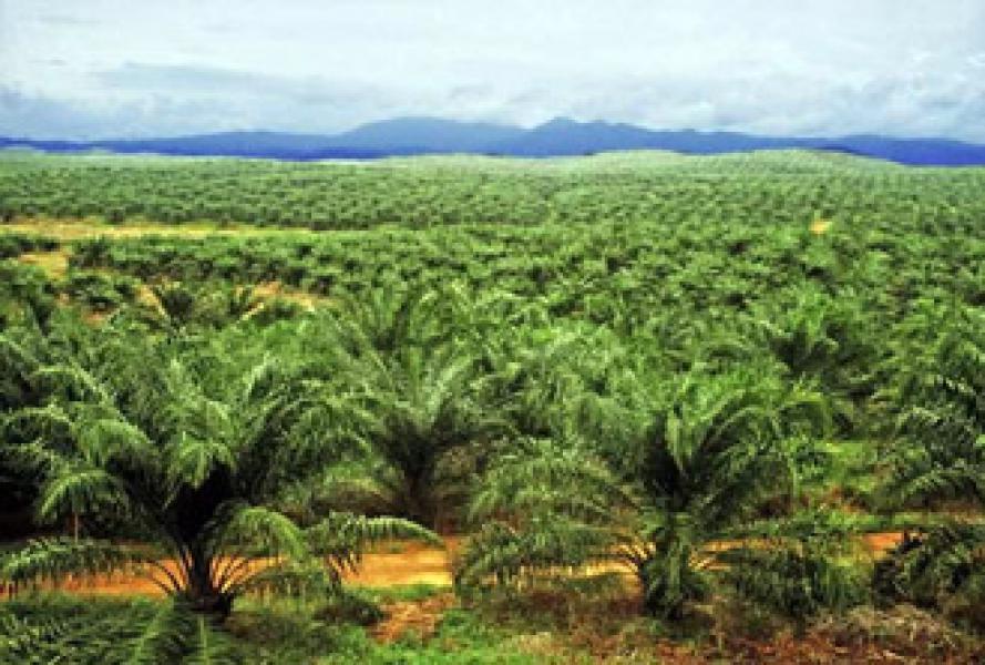 50 Ribu Hektare Tanaman Sawit di Pasaman Gunakan Bibit Palsu