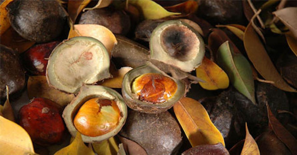 Jengkol Mampu Basmi Radikal Bebas Penyebab Kanker