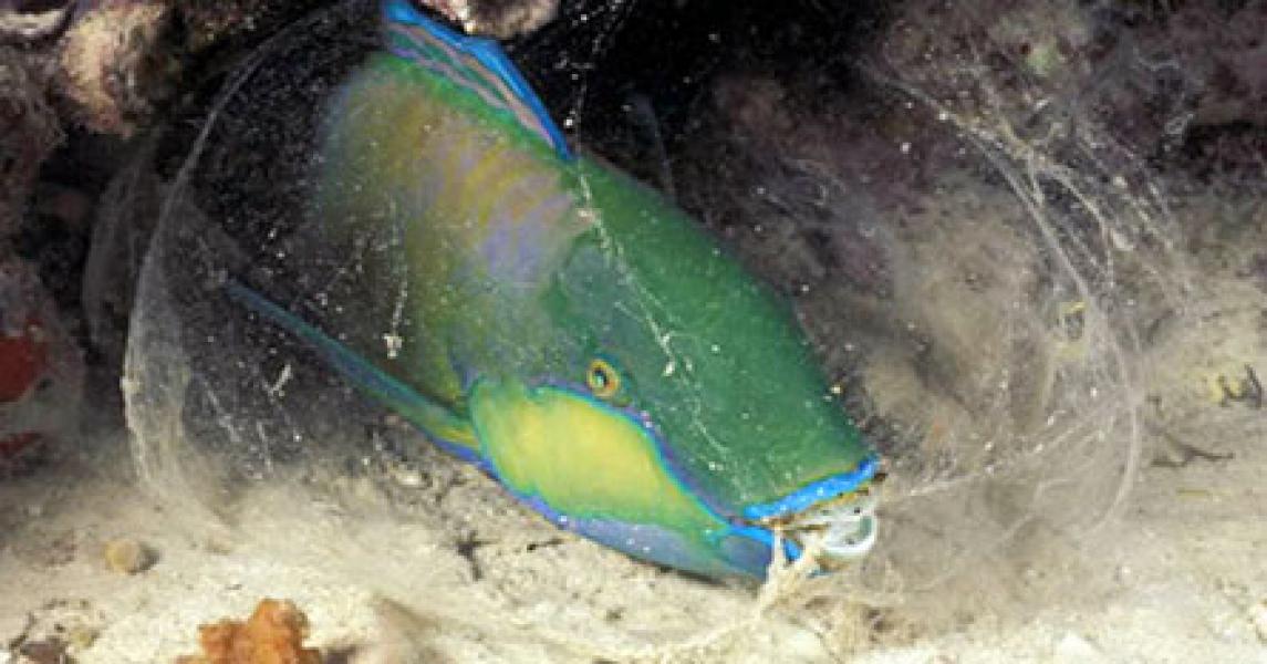Tahukah Anda Bagaimana Ikan Tidur?