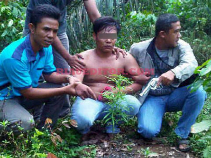 Tanam Pohon Ganja Disamping Rumah, Pria di Rohul Ditangkap Polisi