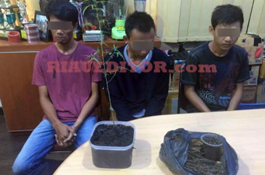 Tiga Pengedar Narkoba di Ringkus, Seorang Pelaku Honorer Disdukcapil Kota Pekanbaru