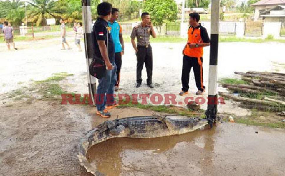 Warga Lirik Dihebohkan Kemunculan Buaya di Perkebunan PT Tesso