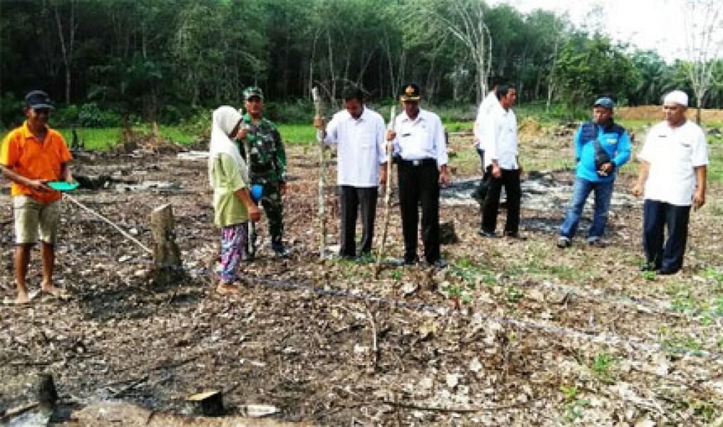 Babinsa 02 Rambah Dampingi Petani Tanam Jagung Hibrida Seluas 11 Hektar