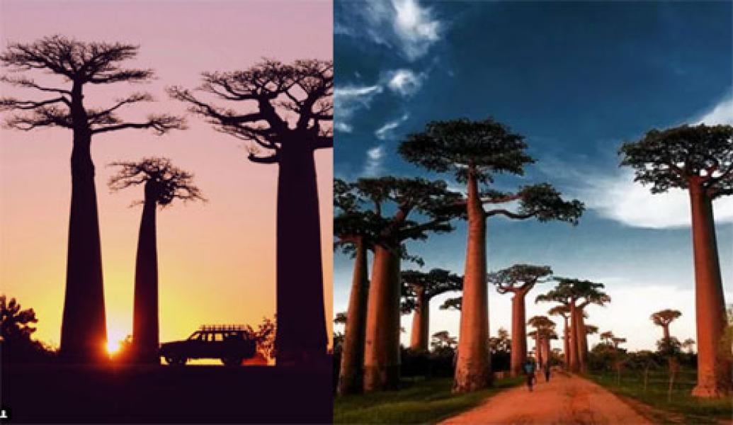 Kenali Lebih Dekat Pohon Baobab yang Menggemaskan di Madagaskar