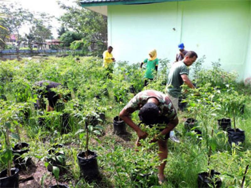 Kodim 0314/Inhil Panen Cabe