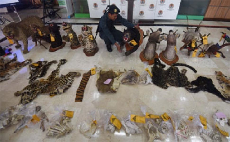 Polisi Cokok 2 Pelaku Penjual Satwa Dilindungi Secara Online