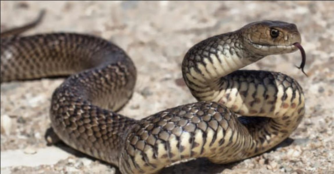 Ternyata Ular Sangat Takut dengan Dua Benda Ini 