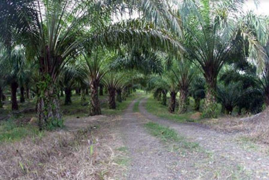 Aneh, Panen di Kebun Sendiri Dilaporkan Pencurian 