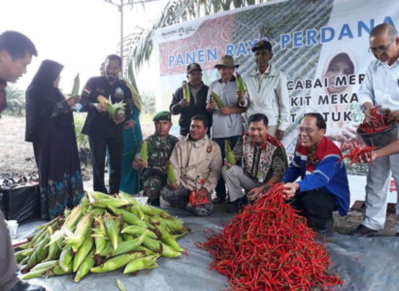 Babinsa Koramil 01/Dumai Dampingi Koptan Bukit Mekar Panen Raya Perdana