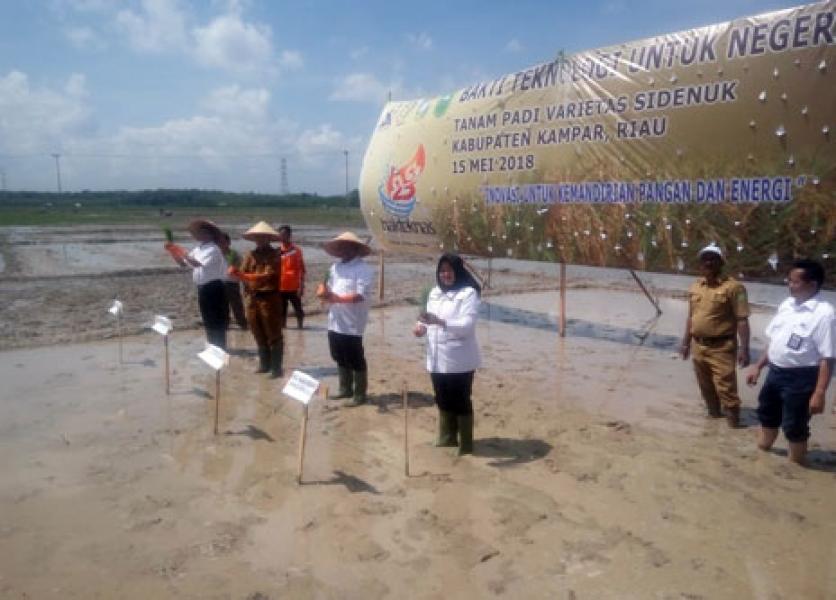 Varietas Sidenuk Hasilkan 12 Ton Padi per Hektar