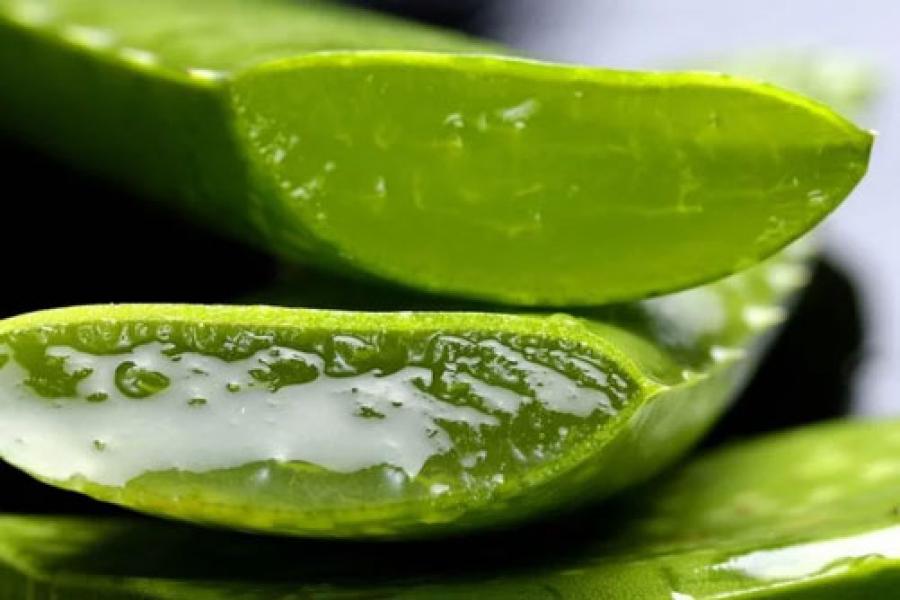 10 Manfaat Lidah Buaya yang Bikin Cantik hingga Awet Muda
