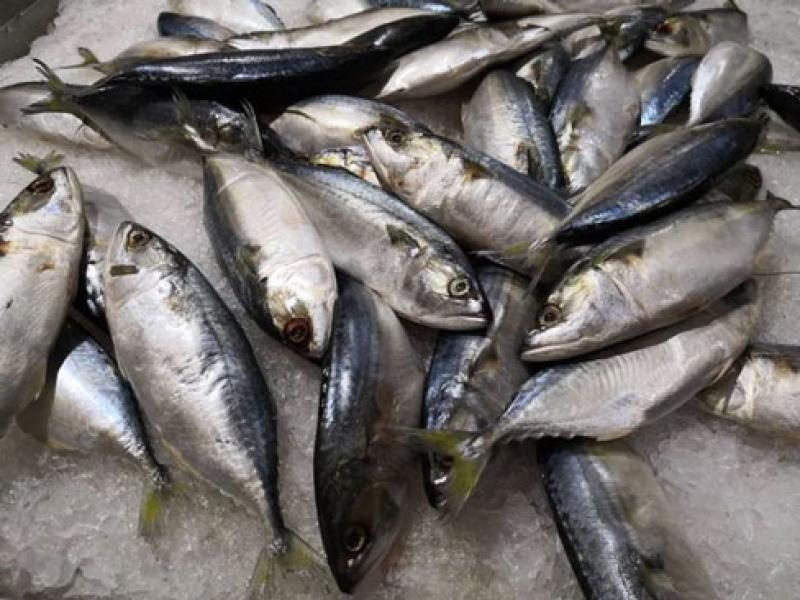 7 Jenis Ikan yang Banyak Mengandung Omega-3