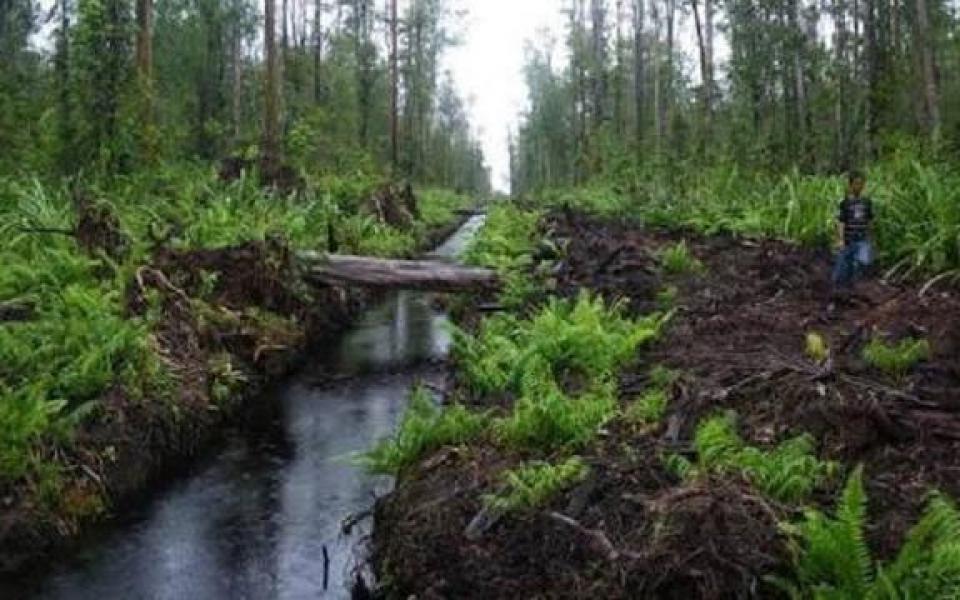 Kelola Lahan Gambut, Unri Berencana Bentuk Pusat Unggulan Iptek