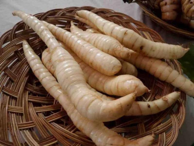 Lengkuas Bisa Atasi Asam Urat?