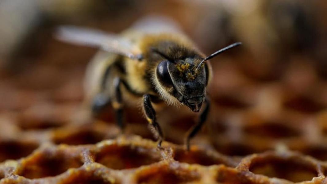 Serangga Kontribusi ke Ekonomi Hingga Rp 2.800 T, Kok Bisa?