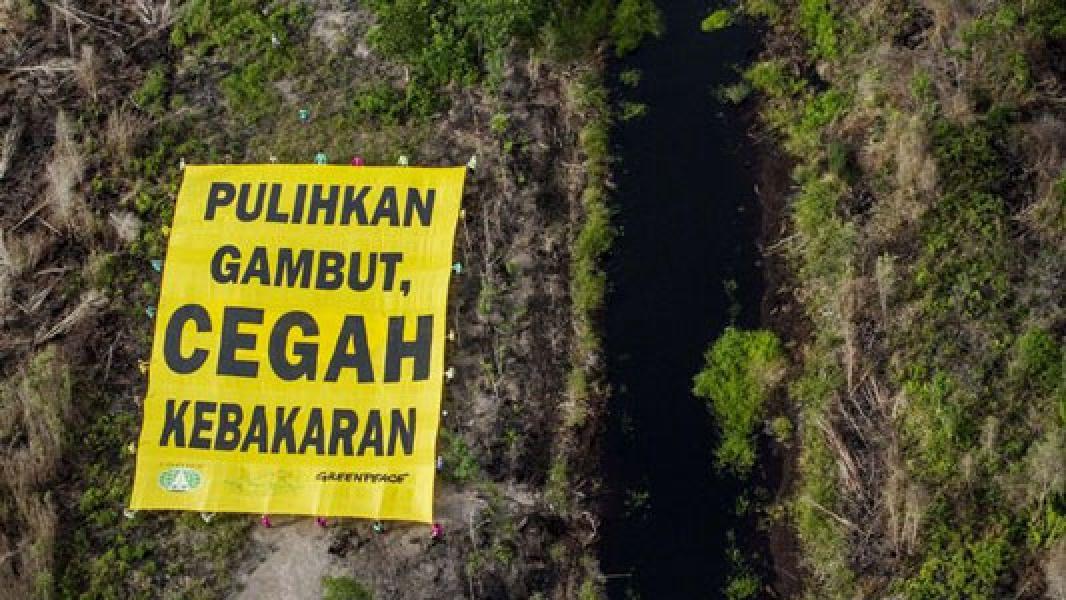Alasan BRG Dukung Jokowi Konversi Lahan Gambut Jadi Sawah