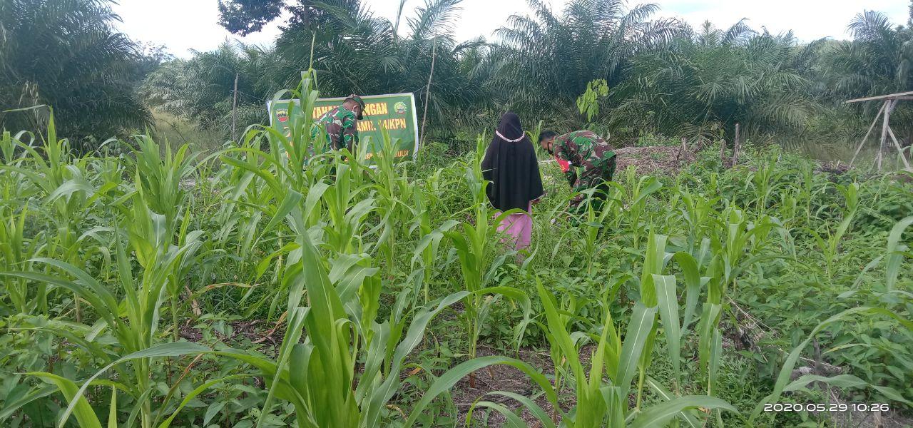 Babinsa Koramil 14 Kepenuhan Sukseskan Swasembada Pangan Dengan Lakukan Pendampingan Pertanian