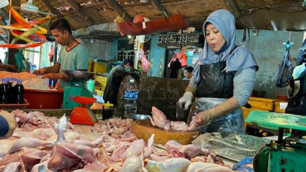Biasa Dijual Rp100.000 per Ekor, Ayam Kampung Turun Harga hingga Rp45.000