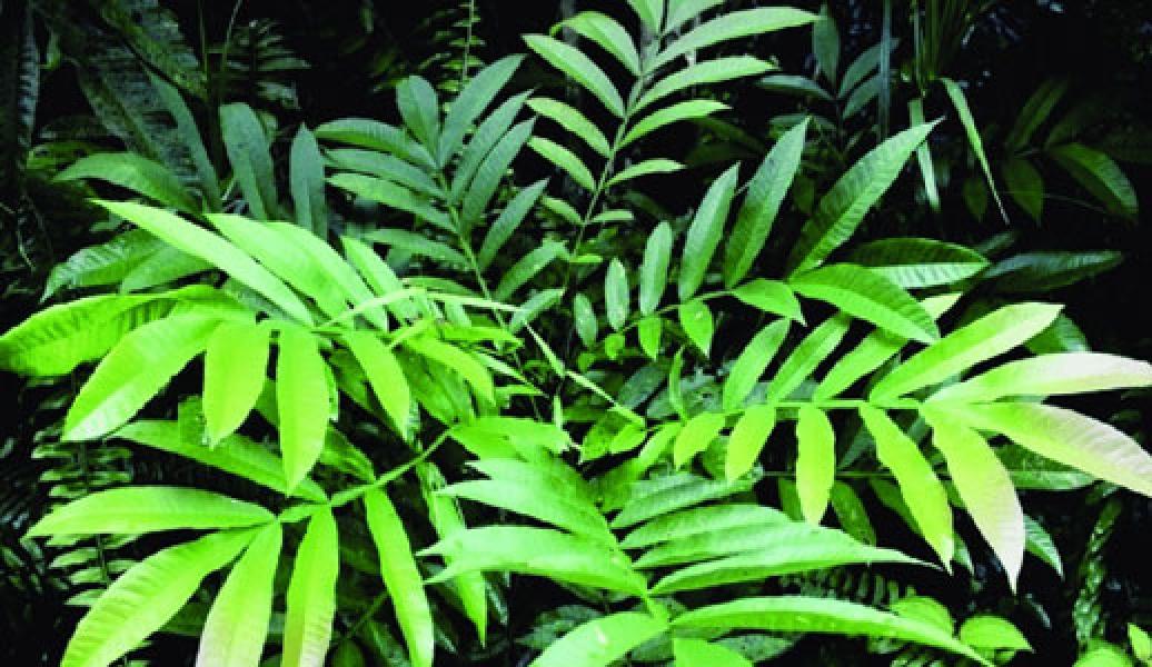 Daun Sungkai, Tanaman Obat yang Dipercaya Bisa Menangkis Serangan Corona