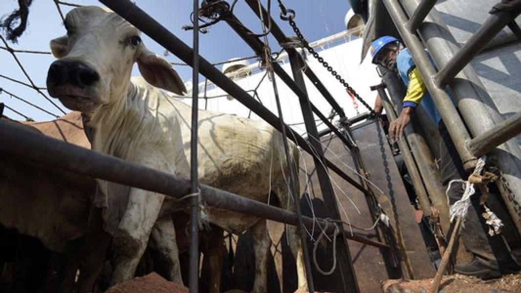Didesak Investigasi Corona, China Setop Impor Sapi Australia