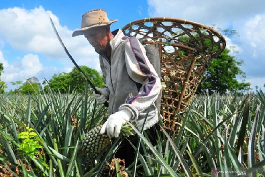 Dinilai Bisa Tangkal Corona, Petani Nenas Di Siak Banjir Pesanan