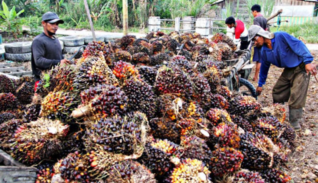 Disbun Riau: Harga TBS Sawit Pekan Ini Rp1.401,5 per Kg
